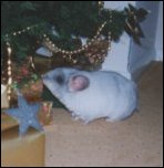 Bernard