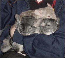 Gizmo II Hermies & Cleo