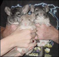 Gizmo II Hermies & Cleo