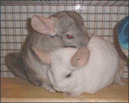 Sparky & Dante