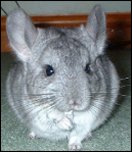 Chinnie