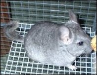 Chinnie