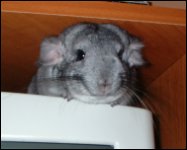 Chinnie
