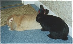 Crunchie and Foxton