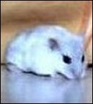 Snowball
