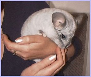 Chinchilla